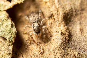 Jumping spider on the ground