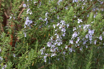 Rosemary blooming in spring in May.