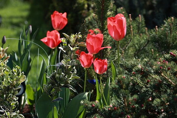 Obraz premium Red tulips in the garden after the rain, raindrops on tulip petals.