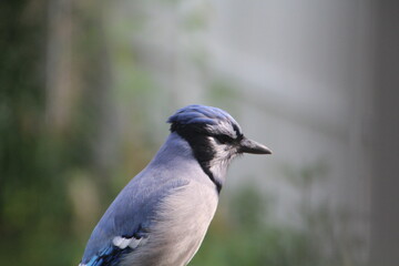 blue jay bird