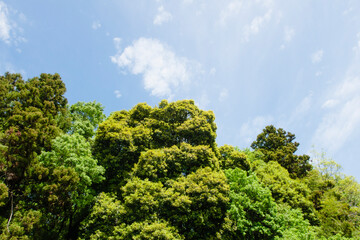 Obraz premium 春の青空と力強い新緑の木々たち