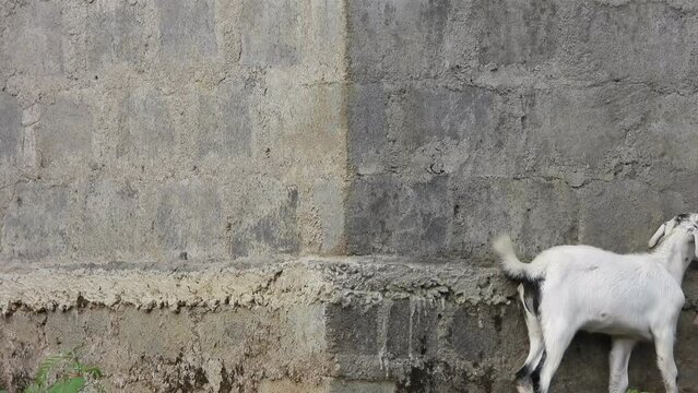 Ghot lamb playing - walls -