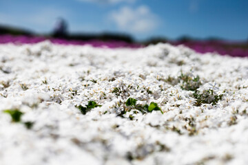 一面を埋め尽くす白とピンクの芝桜