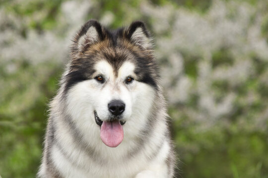 Large fluffy dog ​​Alaskan Malamute wolf-like face front view