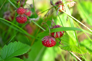 Obraz premium A bunch of wild strawberries are on a plant in the grass isolated, macro 