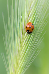 macro photography of insect in a meadow in the morning light