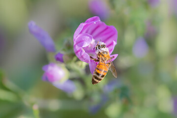 macro photography of insect in a meadow in the morning light