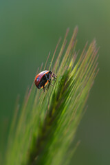 macro photography of insect in a meadow in the morning light