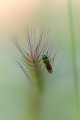 macro photography of insect in a meadow in the morning light