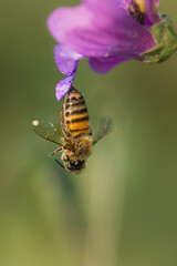 macro photography of insect in a meadow in the morning light