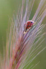 macro photography of insect in a meadow in the morning light