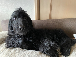 Golden Doodle, black