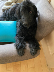 Golden Doodle, black