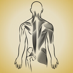 Core muscle anatomy physical back muscular system vector illustration
