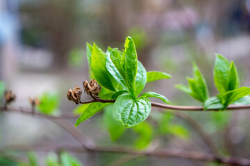 A tree branch with green leaves and the word maple on it. High quality photo