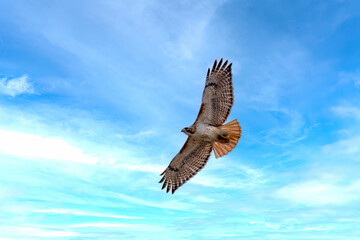 Red-tailed hawk (Buteo jamaicensis) in flight. Natural scene from Wisconsin