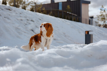Cute cavalier king charles spaniel proudly stays with backdrop of the premium real estate district in winter