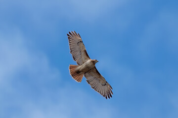 Obraz premium Red-tailed hawk (Buteo jamaicensis) in flight. Natural scene from Wisconsin