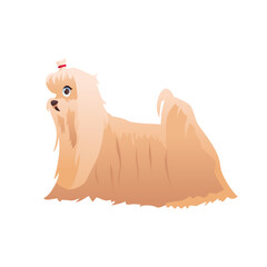 Maltese Bolonka Dog Breed. Cute Vector Illustration in Cartoon Style.