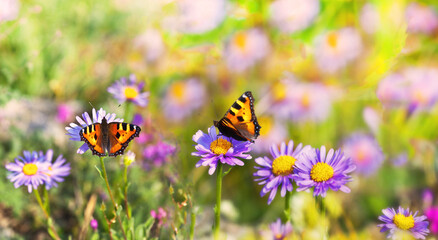 Natural summer floral background with green lawn with wild daisy flowers and butterflies on a sunny day. Summer travel and outdoors recreation