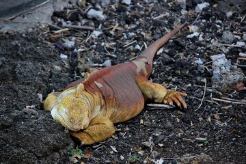 Animals are a traditionally (since the time of Aristotle) distinguished category of organisms, currently considered as a biological kingdom. Animals are the main object of zoology study.