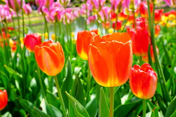 チューリップ畑