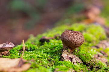 Mushroom Lycoperdon puffbal grows among bright green moss