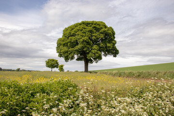 Beautiful tree in the countryside.