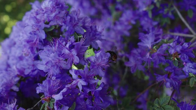 Vertical shot of a bumblebee landing on a purple blooming flower on a sunny spring day