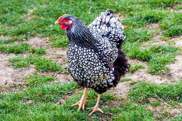American breed Silver-laced Wyandotte chicken on grass. dual-purpose bird with loose, fluffy feathering. Gallus gallus domesticus