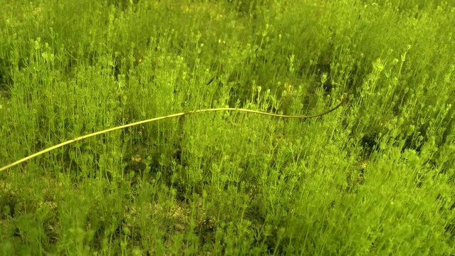 Underwater footage of Horsehair worm (Nematomorpha) moving his body in a shallow freshwater pond. Estonia.