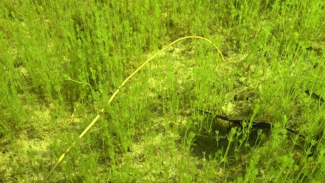 Underwater footage of Horsehair worm (Nematomorpha) lying almost motionless at the bottom of shallow freshwater pond. Estonia.