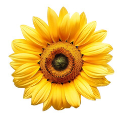 Fototapeta premium sunflower isolated on transparent background cutout