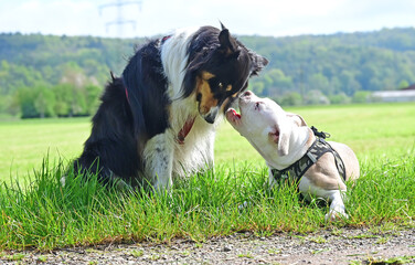 Adult dog with puppy