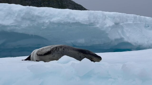 Leopard Seal resting on the iceberg
