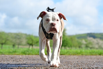 Adult dog with puppy