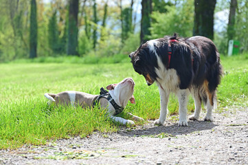 border collie with bully puppy