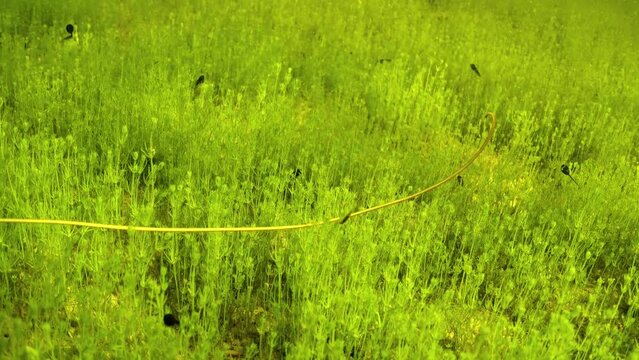 Rear underwater footage of Horsehair worm (Nematomorpha) moving his body intensely in a shallow freshwater pond. Estonia.