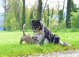 Adult dog with puppy