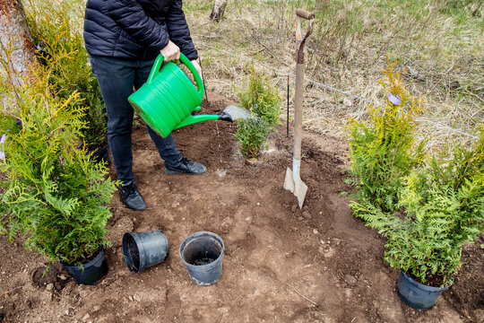 Woman gardener planting Thuja occidentalis tree of life hedge in home garden soil outdoors in spring. Work in progress, watering freshly planted trees.