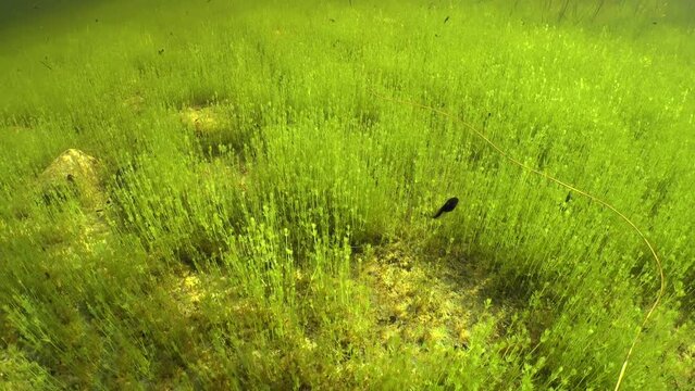 Underwater footage of Horsehair worm (Nematomorpha) swimming in a freshwater pond. Estonia.