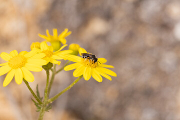 Monolopia, flower, nature, flora, plant
