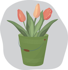 Pink tulips in a bucket. High quality vector illustration.