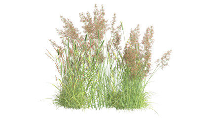variety of grass isolated