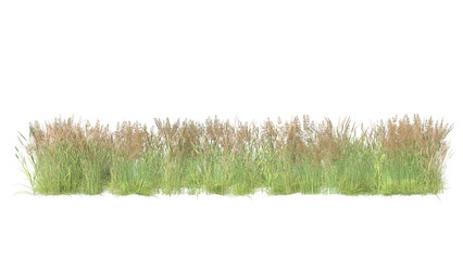 variety of grass isolated