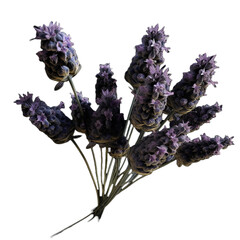 bunch of lavender on transparent background cutout	