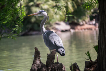 Heron watching the lake from the base of a tree.