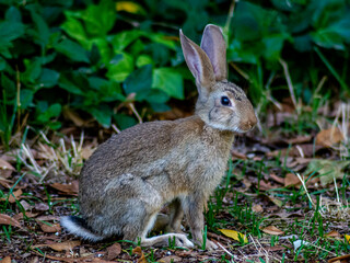 Grey rabbit standing on a meadow