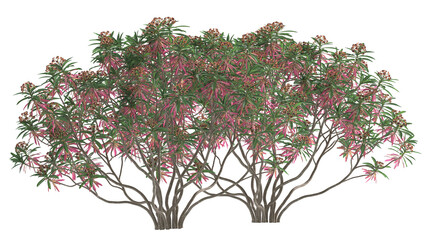 Various types of red and green tree branch plants bushes shrub and and small plants isolated