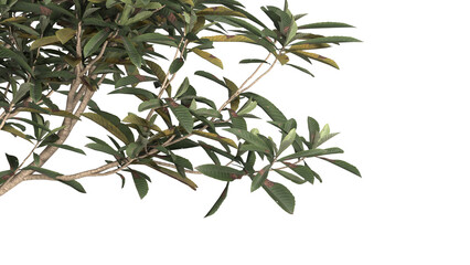 Various types of tree branch plants bushes shrub and and small plants isolated	

